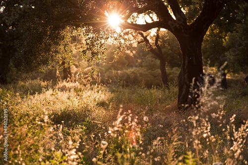 Old cork tree on unmown meadow. Shot against the low evening sun. Lens flares. Found on the island of Corsica. photo