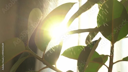 Female's hands wipe green ficus leaves with a damp cloth. Sun glare sunset in window on the background. The concept of home gardening and flower growing. Close-up. Slow motion