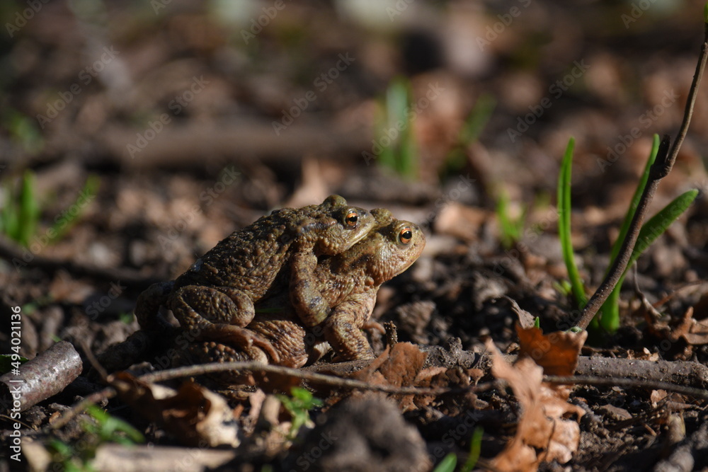 Fototapeta premium a pair of European common toads mating in the grass
