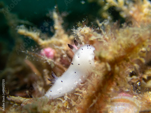 Funeral jorunna, nudibranch