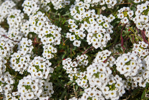 アリッサムのたくさんの白い小さい花