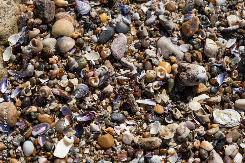 Beach background with stones, shells and seaweed Beach background with stones, shells and seaweed