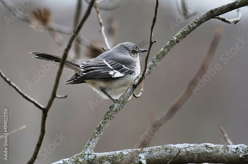 Closeup of a tiny grey mimid bird standing on the tree branch photo