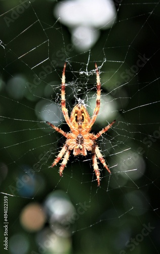 a cross spider in its web seen from below against dark green background