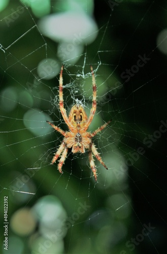 a cross spider in its web seen from below against dark green background