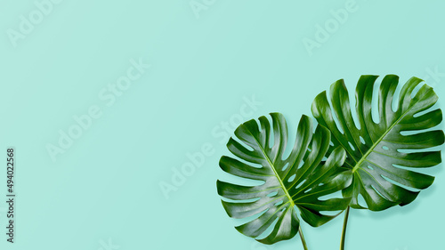 Monstera leaves with a space for a text on green background