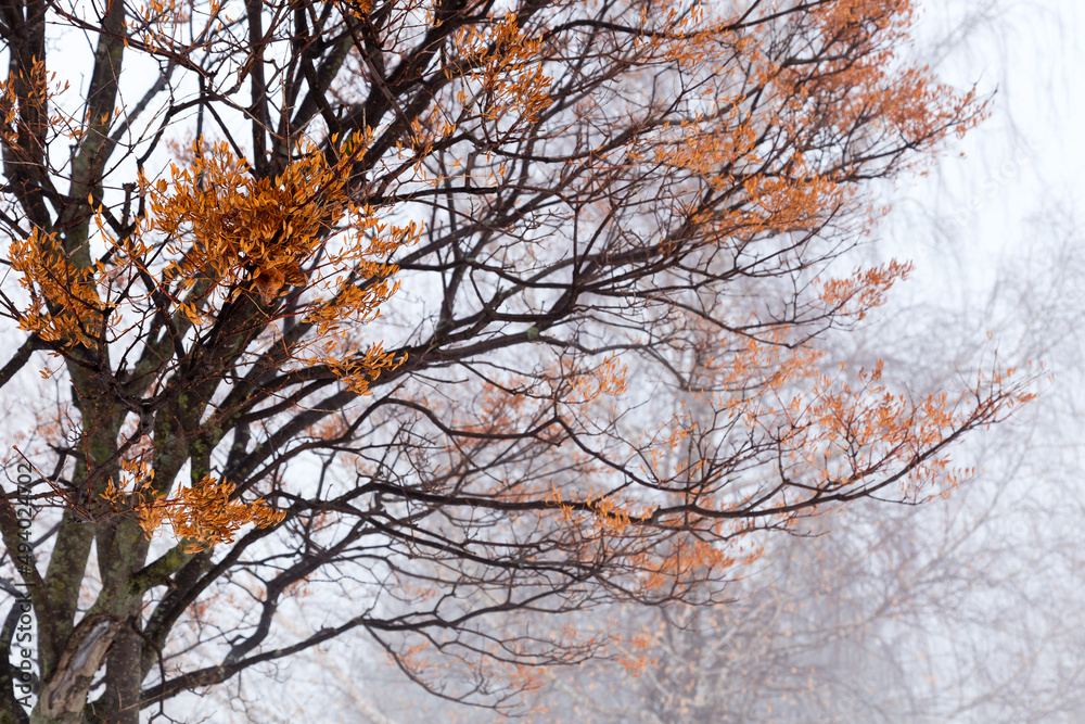 Obraz premium Selective focus view of red maple seeds and branches seen in dense fog during a late winter morning, Quebec City, Quebec, Canada