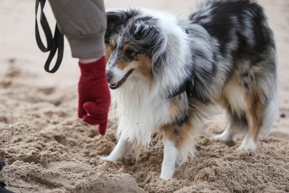 Blue merle shetland sheepdog sheltie digging in sand with paws near baltic sea.