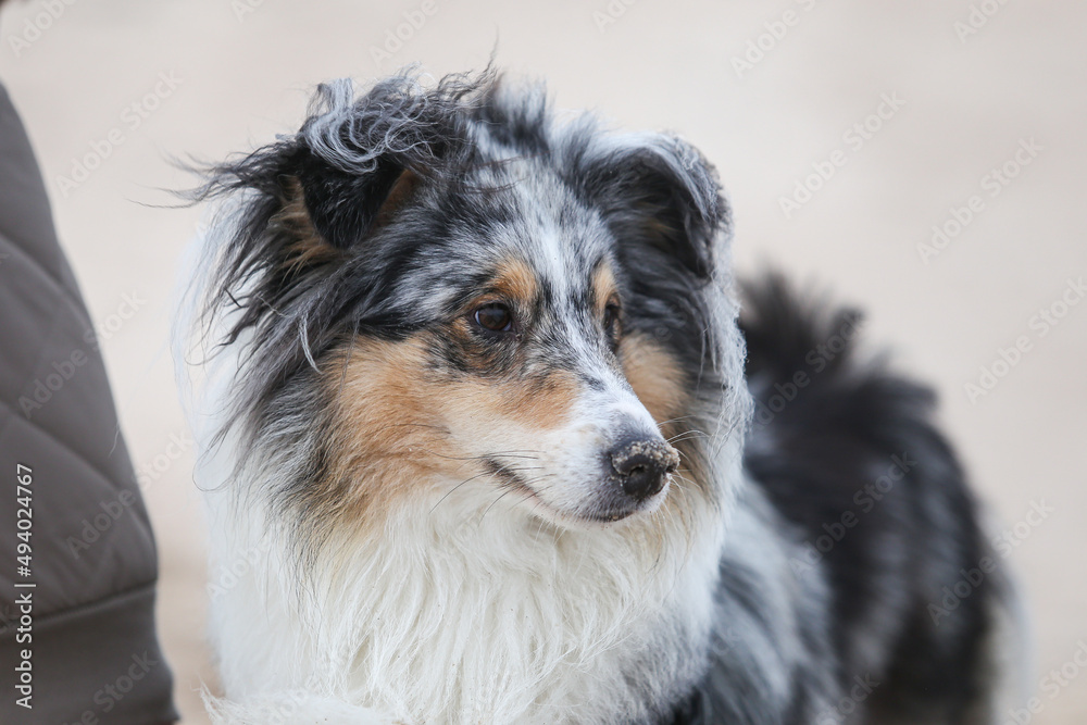 Close up view of blue merle shetland sheepdog sheltie portrait.