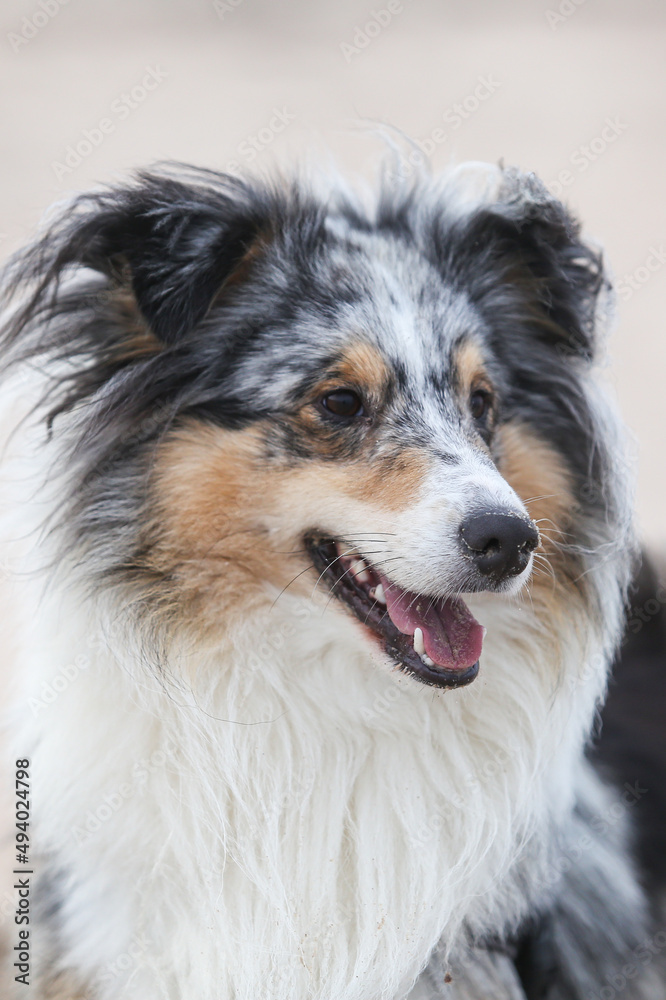 Close up view of blue merle shetland sheepdog sheltie portrait.