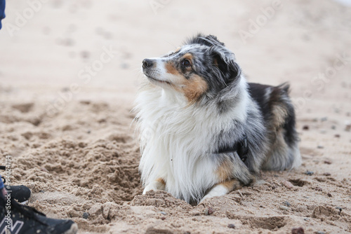 Blue merle shetland sheepdog sheltie digging in sand with paws near baltic sea.