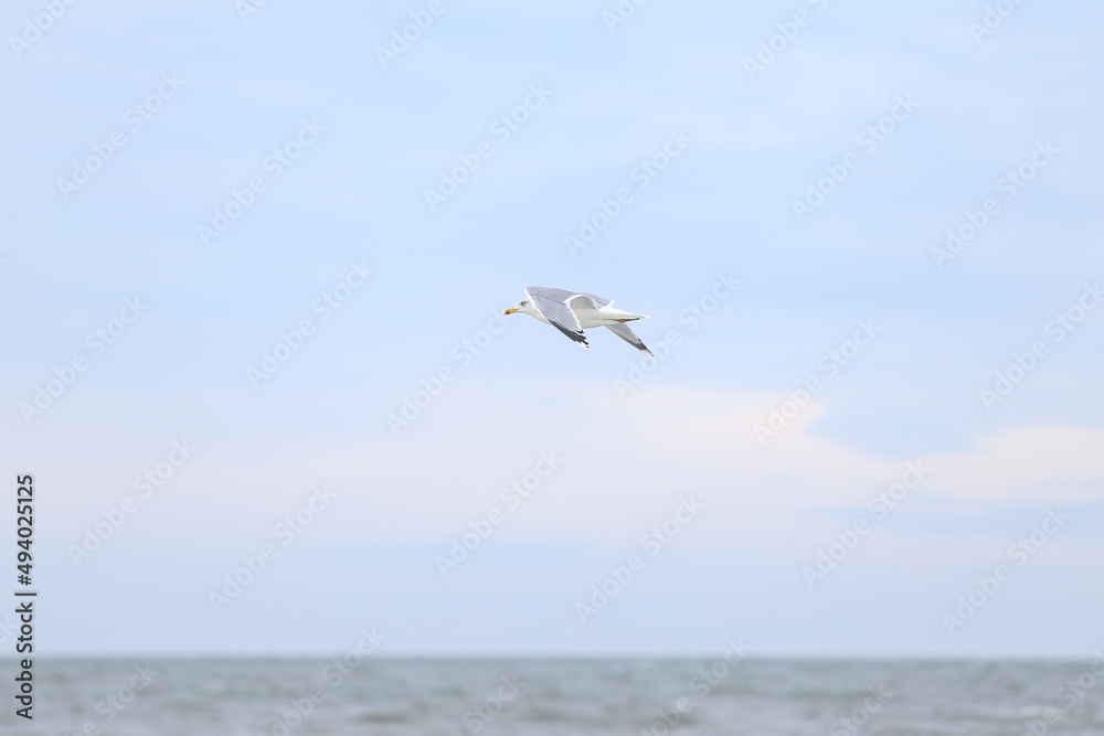 Fototapeta premium Single seabird flying near balticm sea shore in the sky.