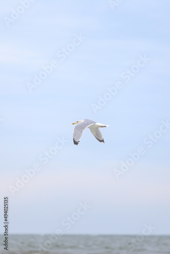 Single seabird flying near balticm sea shore in the sky. © Artūrs Stiebriņš