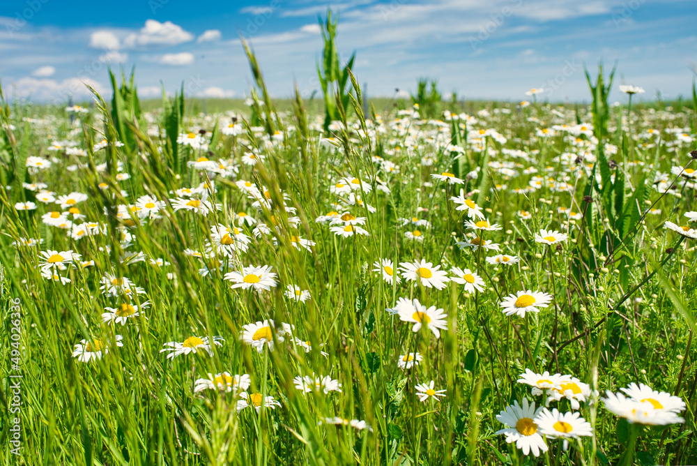 Blumenwiese mit Margeriten Blumenwiese mit Margeriten