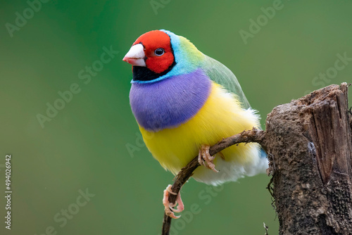 Closeup of a colorful Gouldian finch (Chloebia gouldiae) standing on the narrow branch photo