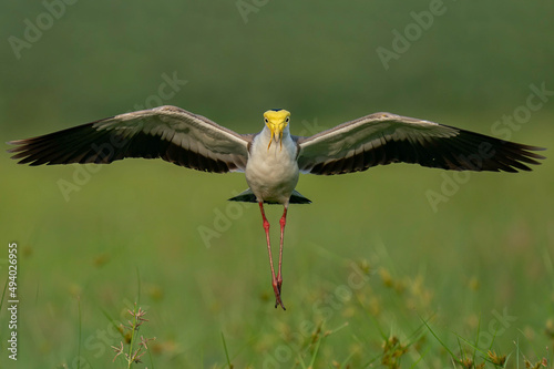 Closeup of a Heuglin's gull (Larus fuscus heuglini) flying above the field towards the camera photo