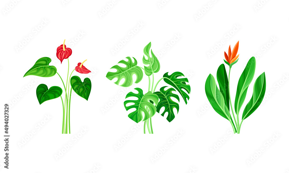 Naklejka premium Set of tropical exotic plants and leaves cartoon vector illustration