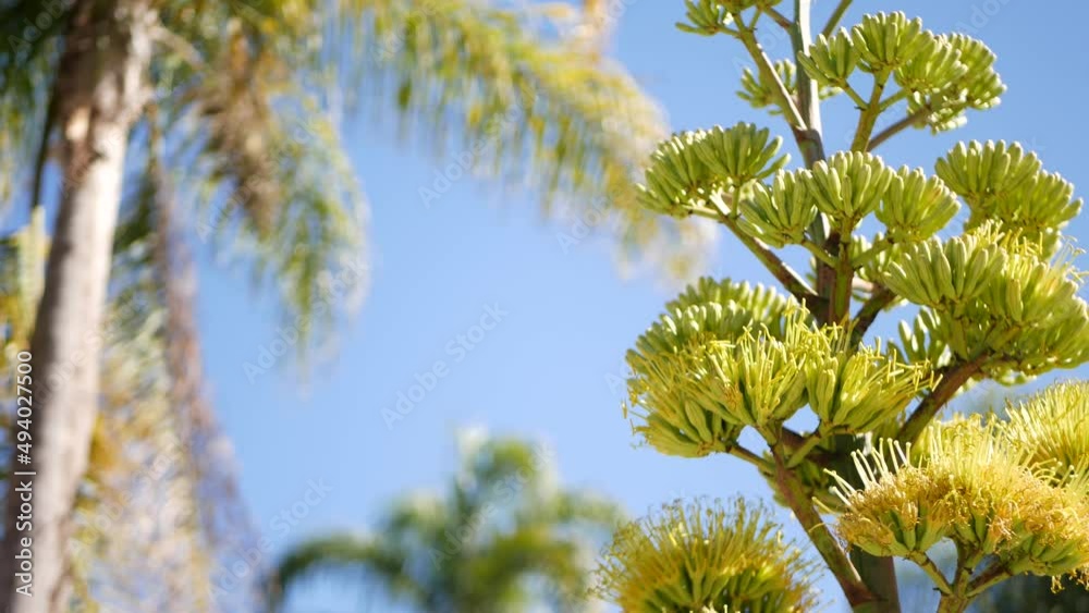 Yellow agave or aloe exotic flower panicle, century or sentry plant bloom, succulent blossom or inflorescence. Blue clear sunny summer sky, flowering maguey and palm tree, California flora, USA garden Yellow agave or aloe exotic flower panicle, century or sentry plant bloom, succulent blossom or inflorescence. Blue clear sunny summer sky, flowering maguey and palm tree, California flora, USA garden