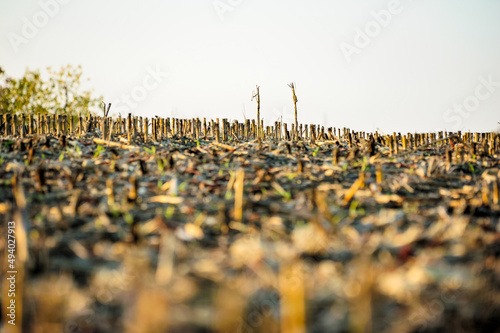 Closeup of crop residues in a field on a sunny day photo