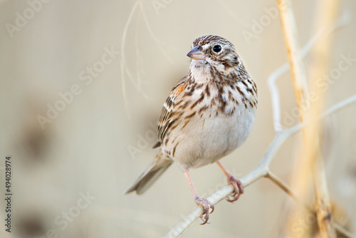 Vesper Sparrow on a thin branch with blurred light brown on the background photo
