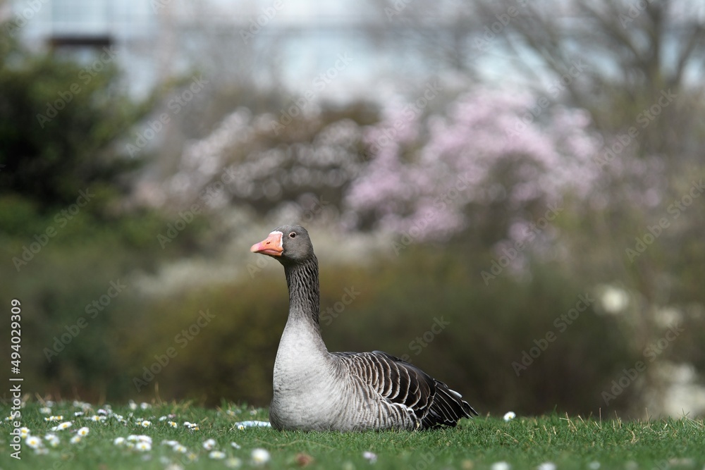 Beautiful Greylag goose lying on a pretty lawn full of daisies in spring in the Parc de la Tête d'or with flowers in the background Beautiful Greylag goose lying on a pretty lawn full of daisies in spring in the Parc de la Tête d'or with flowers in the background