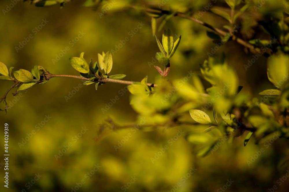Opening buds on the branches in springtime. Selective focus, shallow depth of field. Opening buds on the branches in springtime. Selective focus, shallow depth of field.