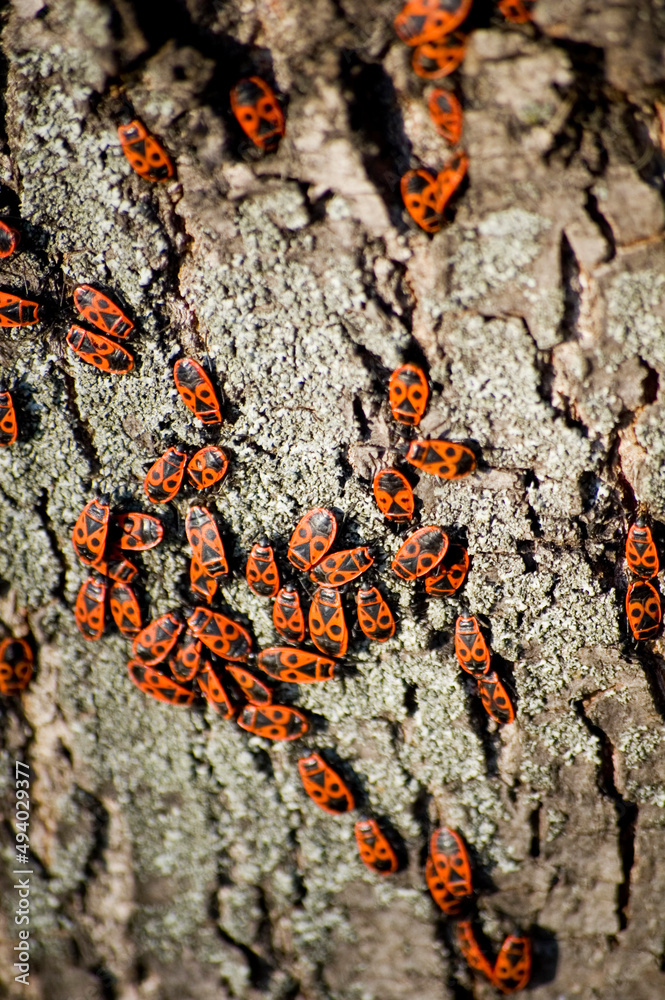 Red and black firebugs on tree bark. Red and black firebugs on tree bark.