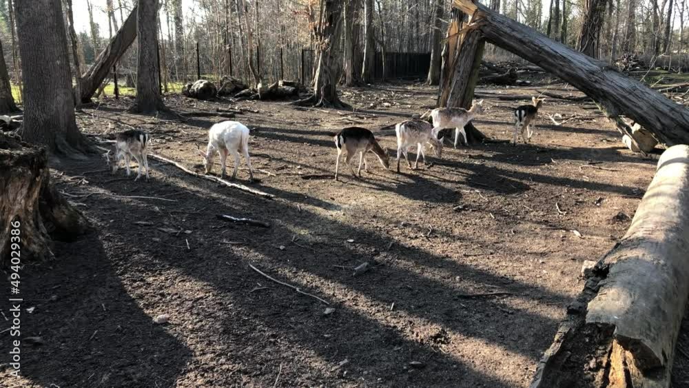 Rehe, Hirsche, Paarhufer in einem Gehege. Rehe, Hirsche, Paarhufer in einem Gehege.