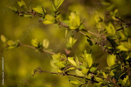 Opening buds on the branches in springtime. Selective focus, shallow depth of field.