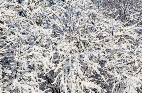 White snow on a bare tree branches on a frosty winter day. Natural background