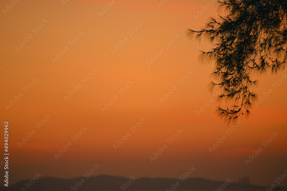 Pine tree branches hanging on needles on sunset sky , Summer backdrop, Natural background.