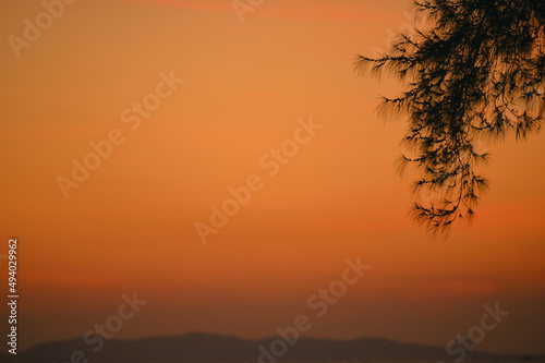 Pine tree branches hanging on needles on sunset sky , Summer backdrop, Natural background. © grooveriderz