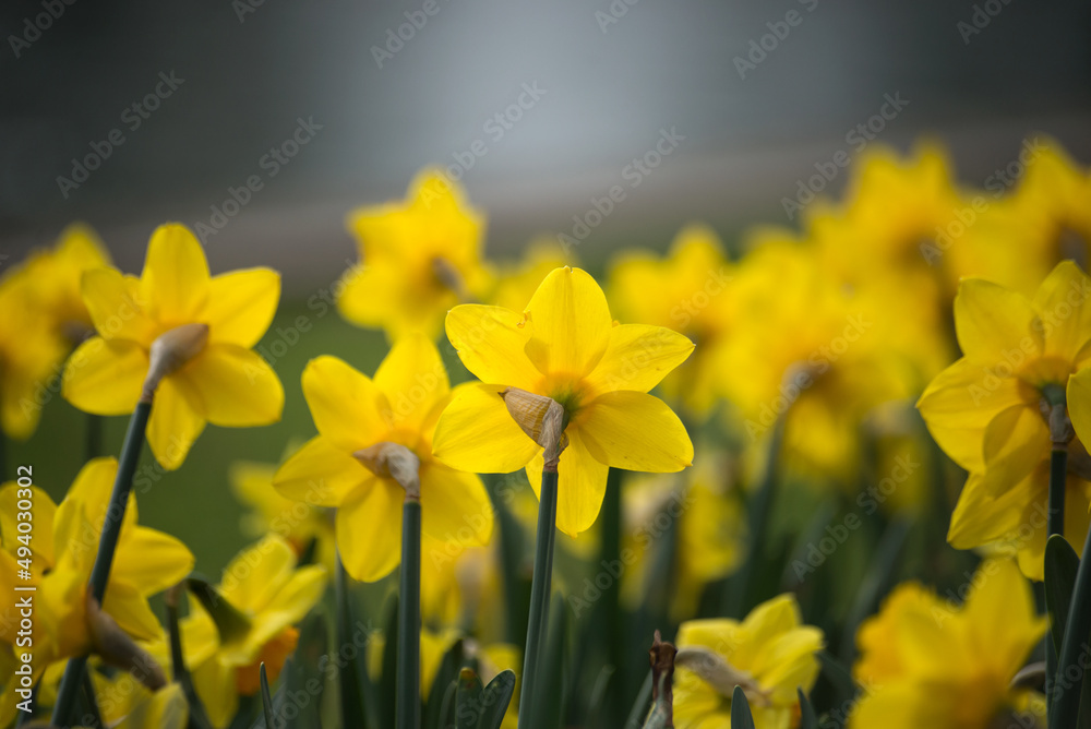 Obraz premium Closeup of yelllow daffodils in a public garden