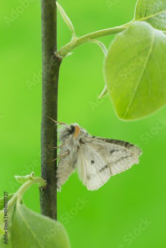 Male pale tussock, Calliteara pudibunda on twig photographed with a green background photo