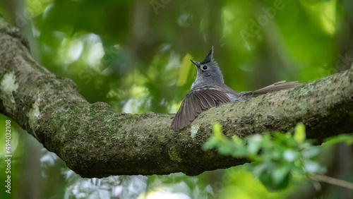 Obraz na plátně Selective focus of a blue-mantled crested flycatcher perching on a tree branch