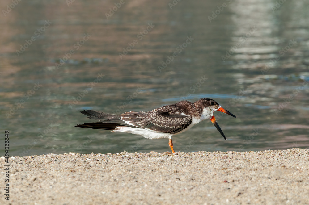 Immature Black Skimmer (Rhynchops niger) in Malibu Lagoon, California, USA Immature Black Skimmer (Rhynchops niger) in Malibu Lagoon, California, USA