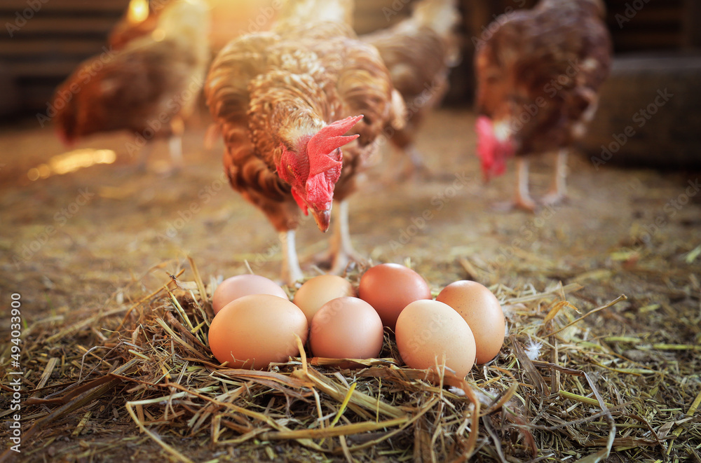 chicken with raw organic eggs on ground from local animals chicken farm for  food living life. good raw food for people concept. Stock Photo | Adobe  Stock