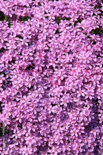 splendid blooming phlox flowers in garden