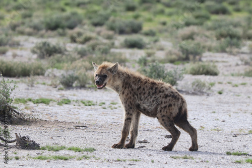 Fotografia Spotted hyena walking with an open mouth in the park