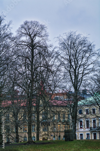 Vertical shot of tree unleaf branches photo