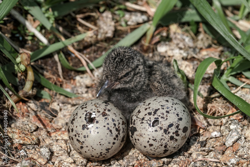 Black Oystercatcher (Haematopus bachmani) chick and eggs at Chowiet Island, Semidi Islands, Alaska, USA