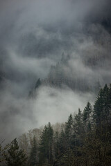 Ingelijste posters Grijs Mistige bomen in Pacific Northwest  © Cavan
