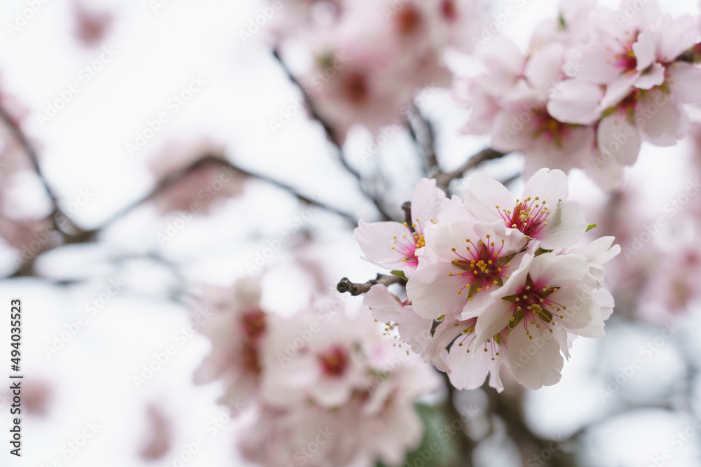 Macro photo of a almond blossoms in Madrid, MD, Spain