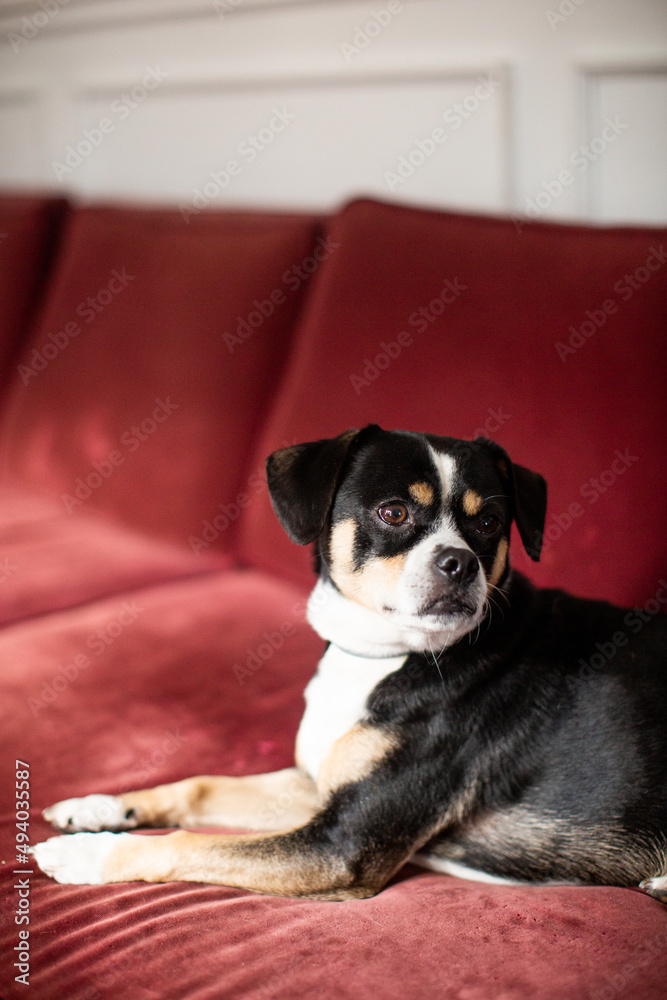 Black and White Small Dog Sitting on Red Couch