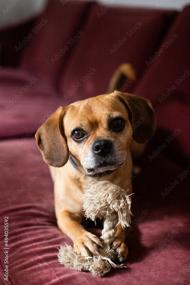 A Puggle Sitting on a Couch with a Rope Toy A Puggle Sitting on a Couch with a Rope Toy