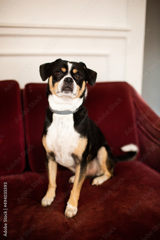 Black and White Rescue Dog Sitting on Couch Black and White Rescue Dog Sitting on Couch