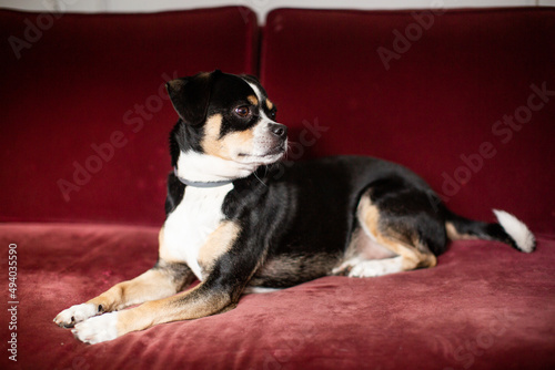 Fototapeta Naklejka Na Ścianę i Meble -  Horizontal Shot of a Black and White Dog on a Maroon Couch