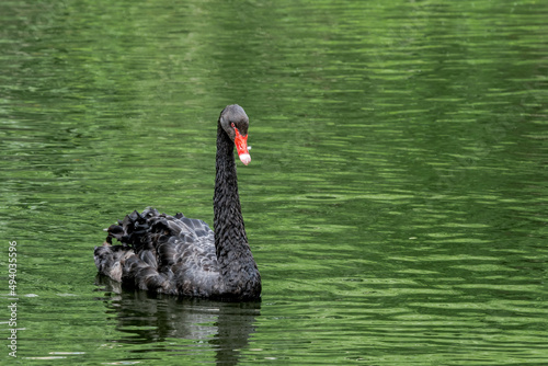 Black Swan (Cygnus atratus) in park © Nick Taurus