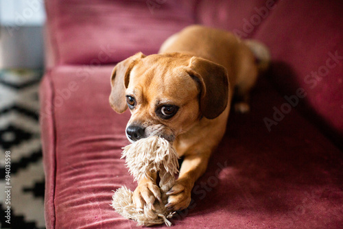 A Puggle Sitting on a Couch Chewing on a Dog Toy photo