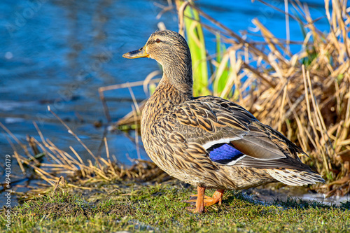 close up of mallard in park Kumla Sweden